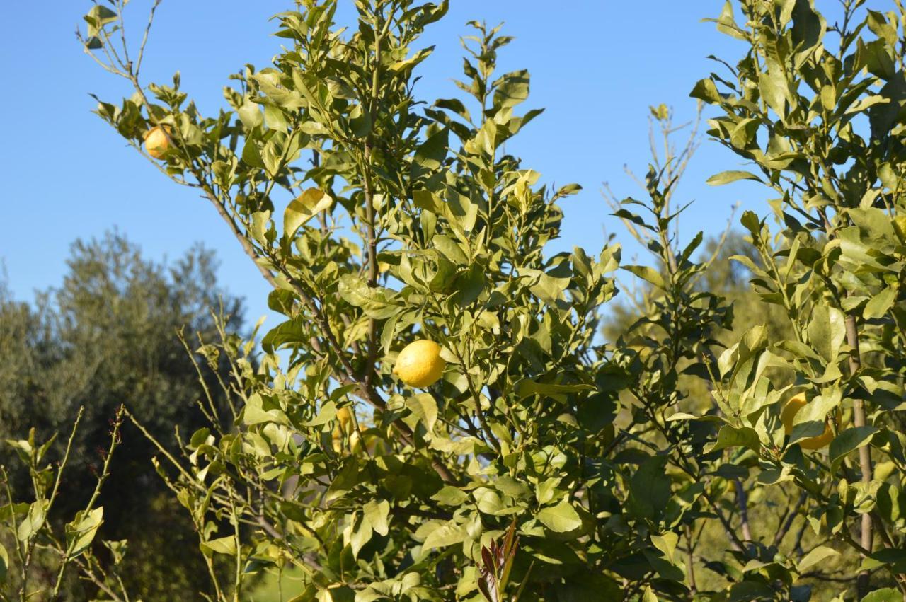Quinta Das Figueiras Vila Nova de Cacela Zewnętrze zdjęcie